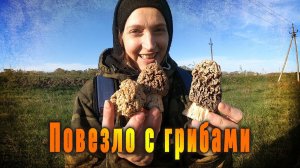 Улов грибных деликатесов.  Повезло так повезло!