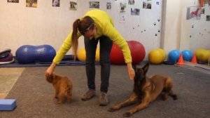 Как подружить маленькую собачку с большой и избежать конфликтов?