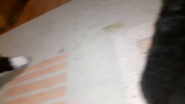 Американская Акита смотреть онлайн