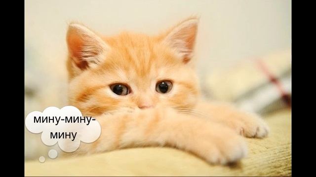 Как в разных странах зовут к себе кошек? смотреть онлайн