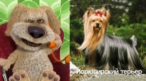 Бен оценивает породы собак