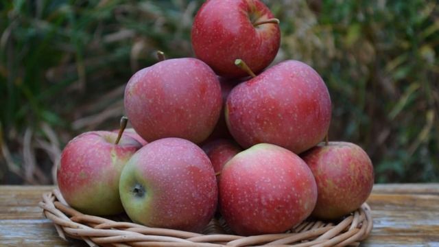 Уральские сорта яблони. Под музыку Katie Melua - If You Were A Sailboat смотреть онлайн