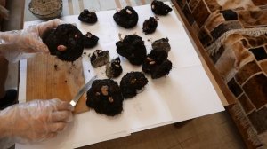 Размножение клубневой бегонии