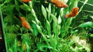 Меченосцы в аквариуме на 30 литров