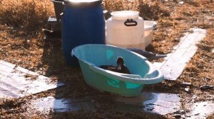 КУПАНИЕ ИНДОУТОК ОТ А ДО Я - как организовать купание мускусным уткам и нужно ли?