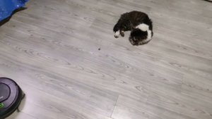 Кот против робота пылесоса. Попробуй не засмеяться!