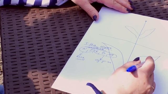 Признаки недостатка питательных элементов у растений