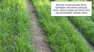Рожь как сидерат  Обязательно посадите для улучшения почвы