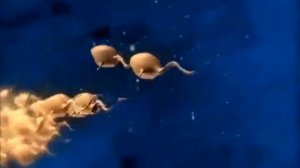 Tomas Nevergreen и Полина Гриффитс   Just another love song