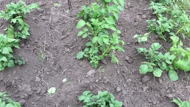 Агровит или перегной? Эксперимент на картофеле.