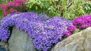 ФЛОКСЫ ЦВЕТУЩИЕ ВЕСНОЙ В ДИЗАЙНЕ САДА. Phlox subulata. Phlox douglasii. Дачный креатив.