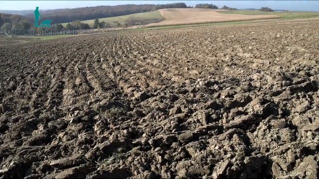 Когда заяц уходит в пахоту? Это нужно знать на охоте - Охотник-Любитель смотреть онлайн