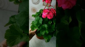 Видео обзор пеларгонии сорта № 497 Survivor rosalinda