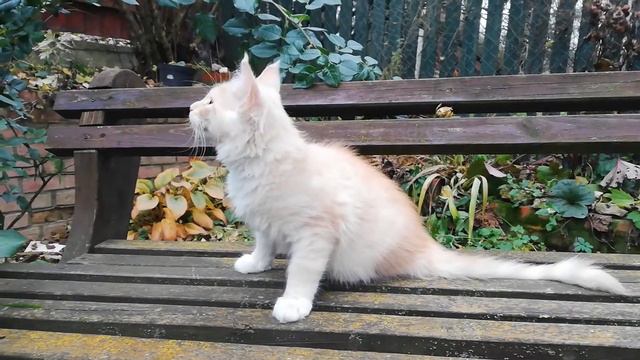 Красный на серебре мейн-кун кот 3 мес. смотреть онлайн