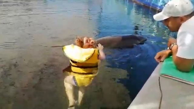 Крым общение с дельфинами Данузла смотреть онлайн