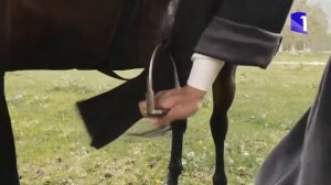 карачаевская порода лошадей очень выносливая древняя порода #къ#лошади#caucasus