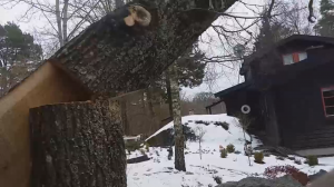 Как правильно спиливать большое дерево