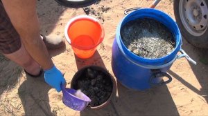 ?088А ?ГОТОВИМ СВЕЖИЙ КОНСКИЙ НАВОЗ ДЛЯ ДЕНДРОБЕНА ВЕНЕТА