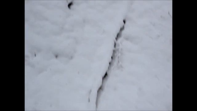 Зимний лес 18.12.2016 г. смотреть онлайн