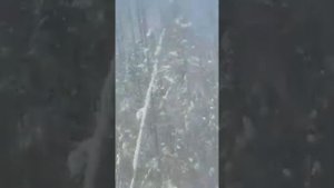 Осторожно, Лоси на дороге