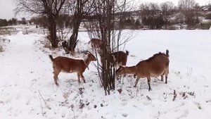 нужно ли глистогонить коз двоякое мнение
