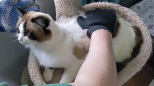 Grooming Glove