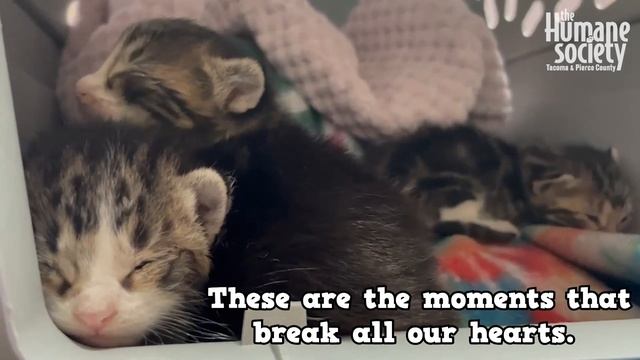 URGENT: Massive Cat Rescue Underway смотреть онлайн