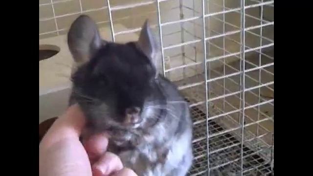 где почесать шиншиллу