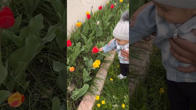 Picking Tulips in our backyard garden #cute #tulips #springflowers