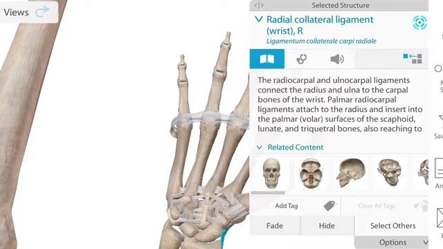 Строение кисти в 3D: связки, места их прикрепления и значение. Желоб запястья
