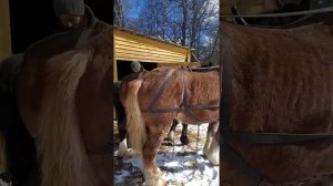 Самодельные раздвижные хомуты для лошадей