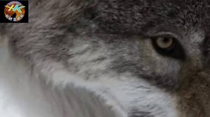 Хайвонлар Жанги Бури ва Кавказ Авчаркаси #бурилар