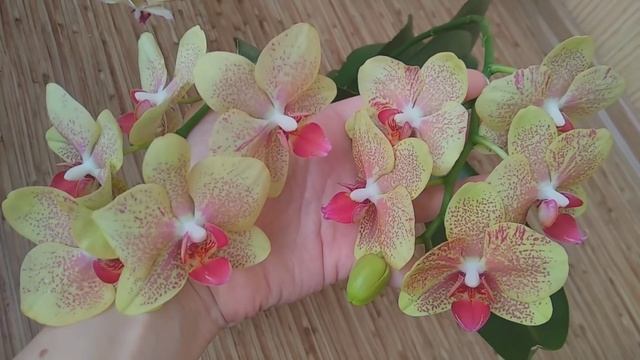 ПОЛЕЙ орхидеи УКСУСОМ?! корней ВОРОХ, бутонов ОХАПКА! орхидеи цветут НЕМЫСЛИМО! кислый? ПОЛИВ! смотреть онлайн