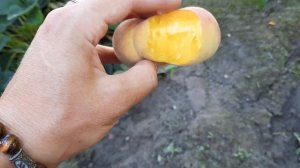 Инжирный Персик, первое плодоношение))) на испытании...