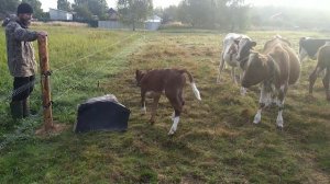 Теленок всех "построил". Интересное из жизни телят.