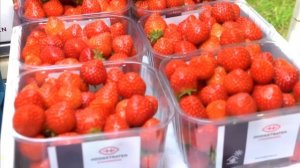 Выращивание МИЛЛИОНОВ тонн КЛУБНИКИ гидропонным методом | Noal Farm | Озвучивание