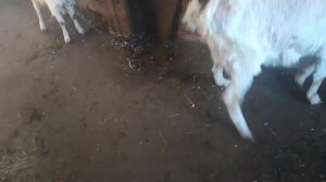 У коз ВШИ?♀️ Дезинфекция