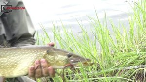 Правильные мушки на тайменя. Taimen best fly.