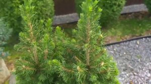 Ель Коника.Стричь или не стричь?