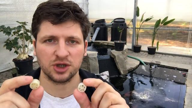 Что такое биозагрузка и для чего она нужна. Биологическая фильтрация воды в пруду с карпами Кои.