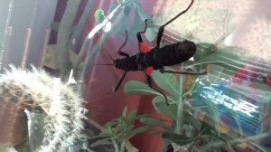 Перуанские палочники. Всё очень просто.