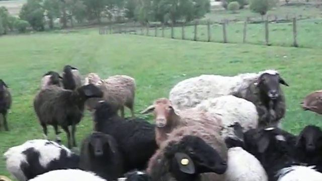 Бараны г.Пристень село Котово, Юрий (14 мая 2017) смотреть онлайн