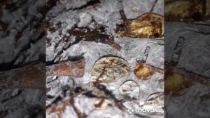 #Выращивание #грибов #шампиньонов #Новосибирск#грибы #шампиньоны#гриб#технология#мицелий#компост