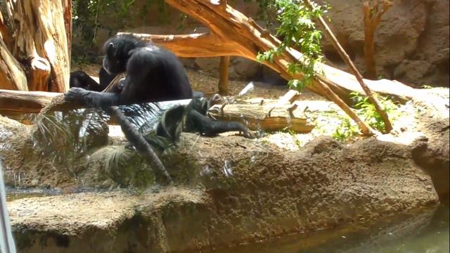 Мы -в Лоропарке /день1/Шоу дельфинов/ Visit to Loropark/Dolphin's show/Fun for kids смотреть онлайн