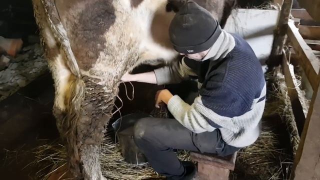 Доим корову по имени Доча смотреть онлайн