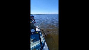 Сом на Иваньковском водохранилище.