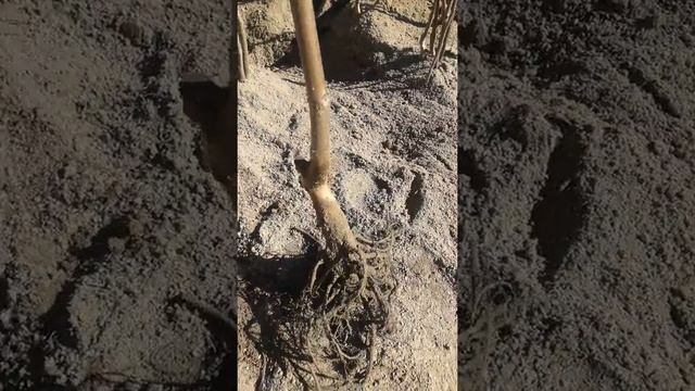 Саженцы  грецкого ореха Чандлер
