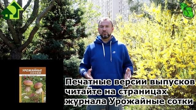 КАК ИСПОЛЬЗОВАТЬ НАРЦИСС С ПОЛЬЗОЙ. Нарцисс - коварный отравитель и помощник в саду и огороде!