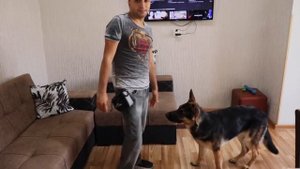 Немецкая овчарка в 7 месяцев