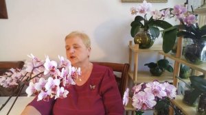 ВЫРАЩИВАНИЕ,  ПОЛИВ и УДОБРЕНИЕ  ОРХИДЕЙ в ПУСТОЙ ВАЗЕ...ПРОЩЕ НЕ МОЖЕТ БЫТЬ